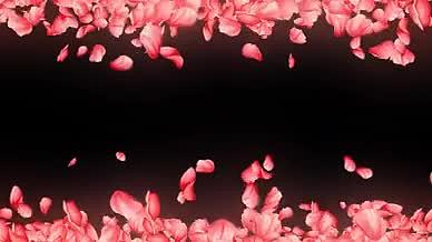 4k粉色浪漫情人节婚礼花瓣带通道边框视频的预览图